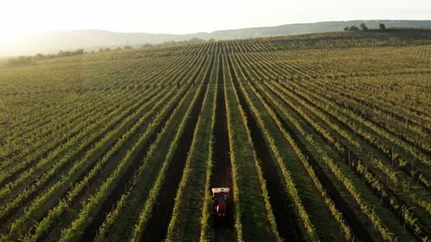 Vineards field and red tractor ride across field, aerial view at sunset Stock-Footage 153518833