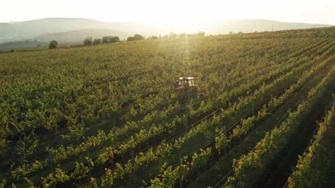 Vineards field and red tractor ride across field, aerial view at sunset Stock Footage 153518838