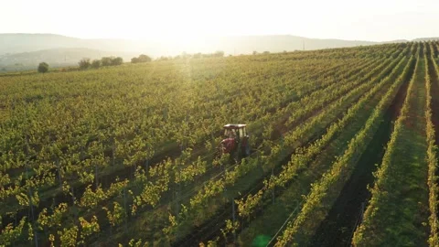 Vineards field and red tractor ride across field, aerial view at sunset Stock Footage 153518845