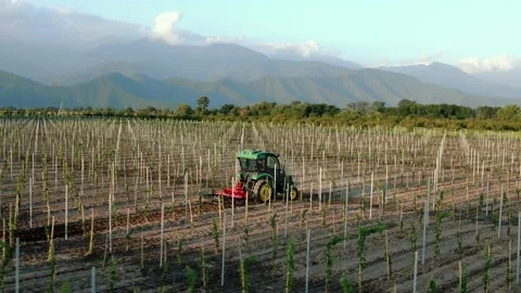 Vineards field and red tractor ride across field, aerial view at sunset Stock Footage 238536639