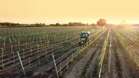 Vineards field and red tractor ride across field, aerial view at sunset, Stock-Footage 238536647