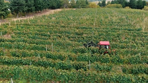 Vineards field and red tractor ride across field, aerial view at sunset, Stock-Footage 238537691