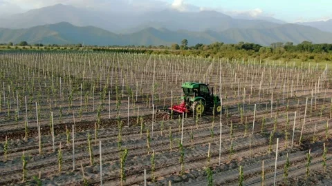 Vineards field and red tractor ride across field, aerial view at sunset, Stock Footage 238541216