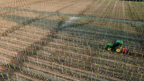 Vineards field and red tractor ride across field, aerial view at sunset, Stock Footage 238541234