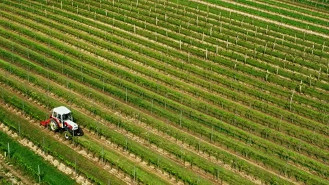 Vineards field and red tractor ride across field, aerial view at sunset . Stock Footage 243204614