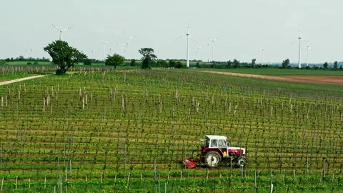 Vineards field and red tractor ride across field, aerial view at sunset . Stock Footage 243204704