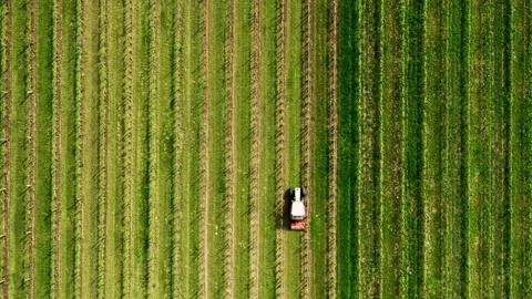Vineards field and red tractor ride across field, aerial view at sunset . Stock Footage 243204895