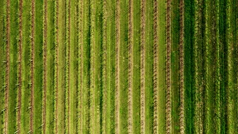 Vineards field and red tractor ride across field, aerial view at sunset . Stock Footage 243214638