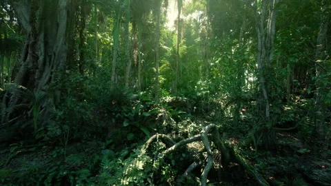 Vinecovered trees and misty atmosphere evoke intrigue and wonder in nature Stock Footage 327614504