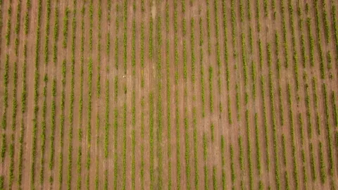 VIÑEDOS - VINEYARD SPAIN Stock Footage 262056095