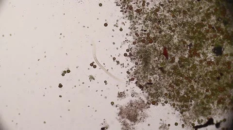 Vinegar Eels (Turbatrix aceti ,Vinegar nematode) Stock Footage