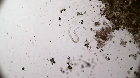 Vinegar Eels (Turbatrix aceti ,Vinegar nematode) Stock Footage