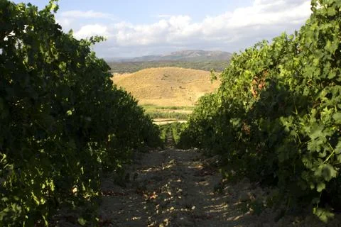 Vinegard Stock Photos