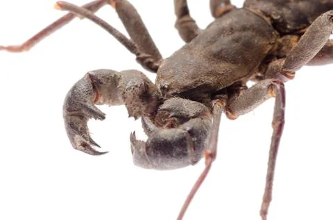Vinegaroon scorpion Stock Photos