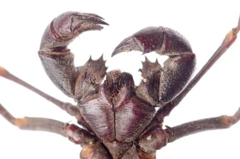 Vinegaroon scorpion Foto stock
