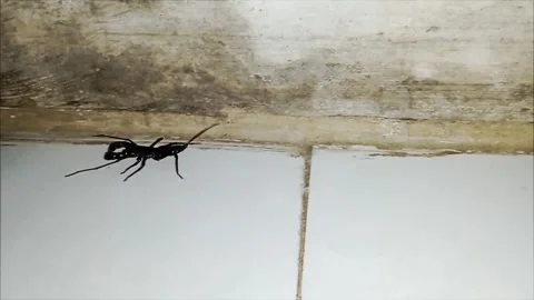 Vinegaroon walked back and forth 動画素材 244024203