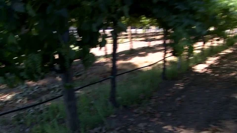 Vinelard in Sonoma CA Stock Footage 78978888