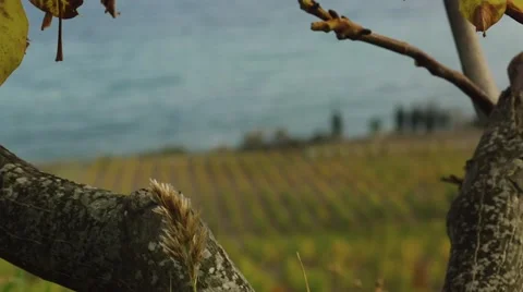 Vinery  - dolly shot. Stock Footage 54544360