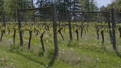 Vinery on summer day. 库存影片 136624022