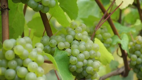 Vines 2 스톡 동영상 231801214