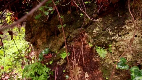 Vines and floors of forest Stock Footage 74097339