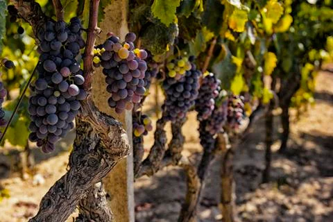 Vines and grapes Stock Photos