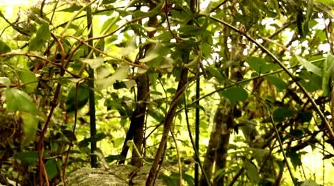 Vines and Small Trees in the Tijuca Brazil HD Video Stock Footage 22149335