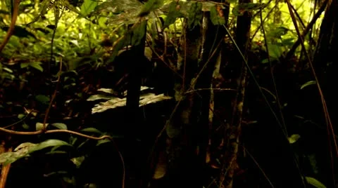 Vines and Small Trees in the Tijuca Forest HD Video Stock Footage 22149361