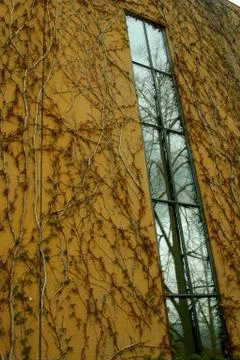 Vines and Window 스톡 사진