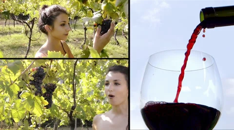 Vines and wine Video stock 33636378