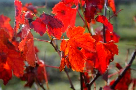 Vines in autumn Stock Photos