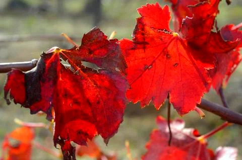 Vines in autumn Stock Photos