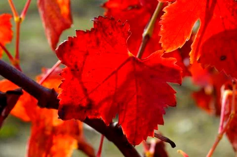 Vines in autumn Stock Photos