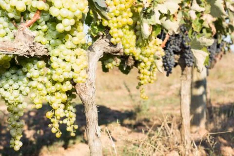 Vines in autumn Foto stock