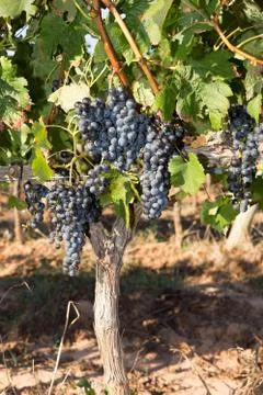 Vines in autumn Foto stock