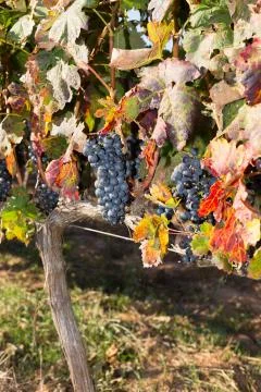 Vines in autumn Foto stock