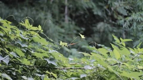 Vines on a background of bamboo trees Close Up Bokeh Stock Footage 233958598