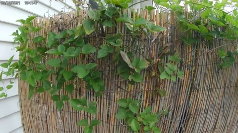 Vines on bamboo Stock Footage 154274709