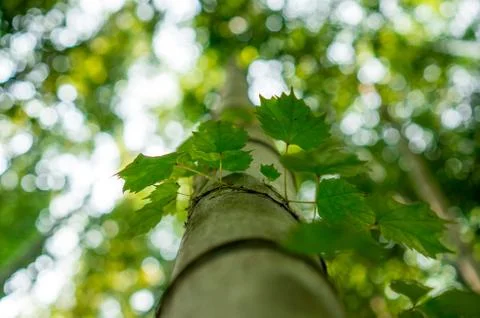 Vines on bamboo Stock Photos