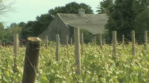 Vines with Barn in Background Stock-Footage 11123510