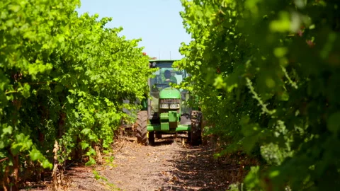 Vines being sprayed in summer Stock Footage 282630306