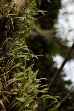 Vines On Big Tree Stock Photos