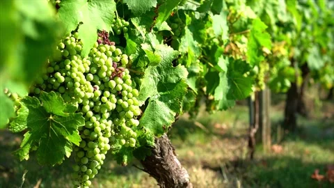 Vines with bunches of grapes lining a vineyard in Saumur, France Stock Footage 202187547