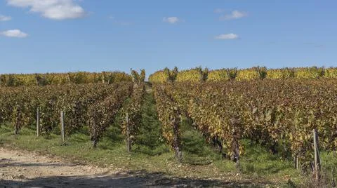 Vines in burgundy using 2 different training methods Foto stock