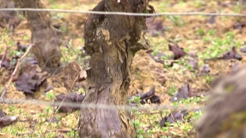 Vines carved in winter Stock Footage 83873487