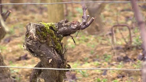 Vines carved in winter Stock Footage 83873553