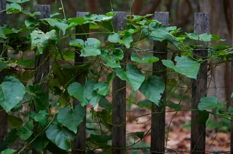 Vines Close up Foto stock