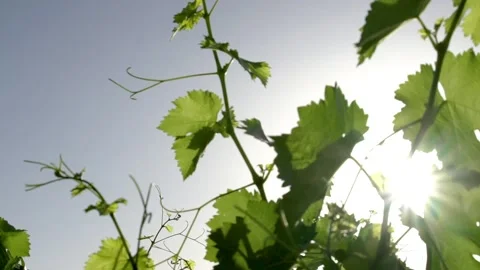 Vines up close sun is behind the leaves Stock Footage 156865169
