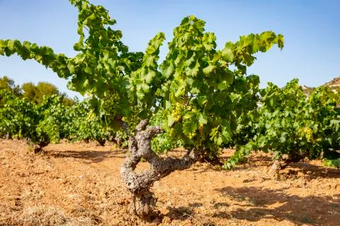 Vines compared Foto stock