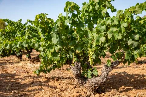 Vines compared Foto stock